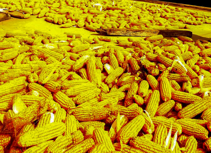 玉米质押案例